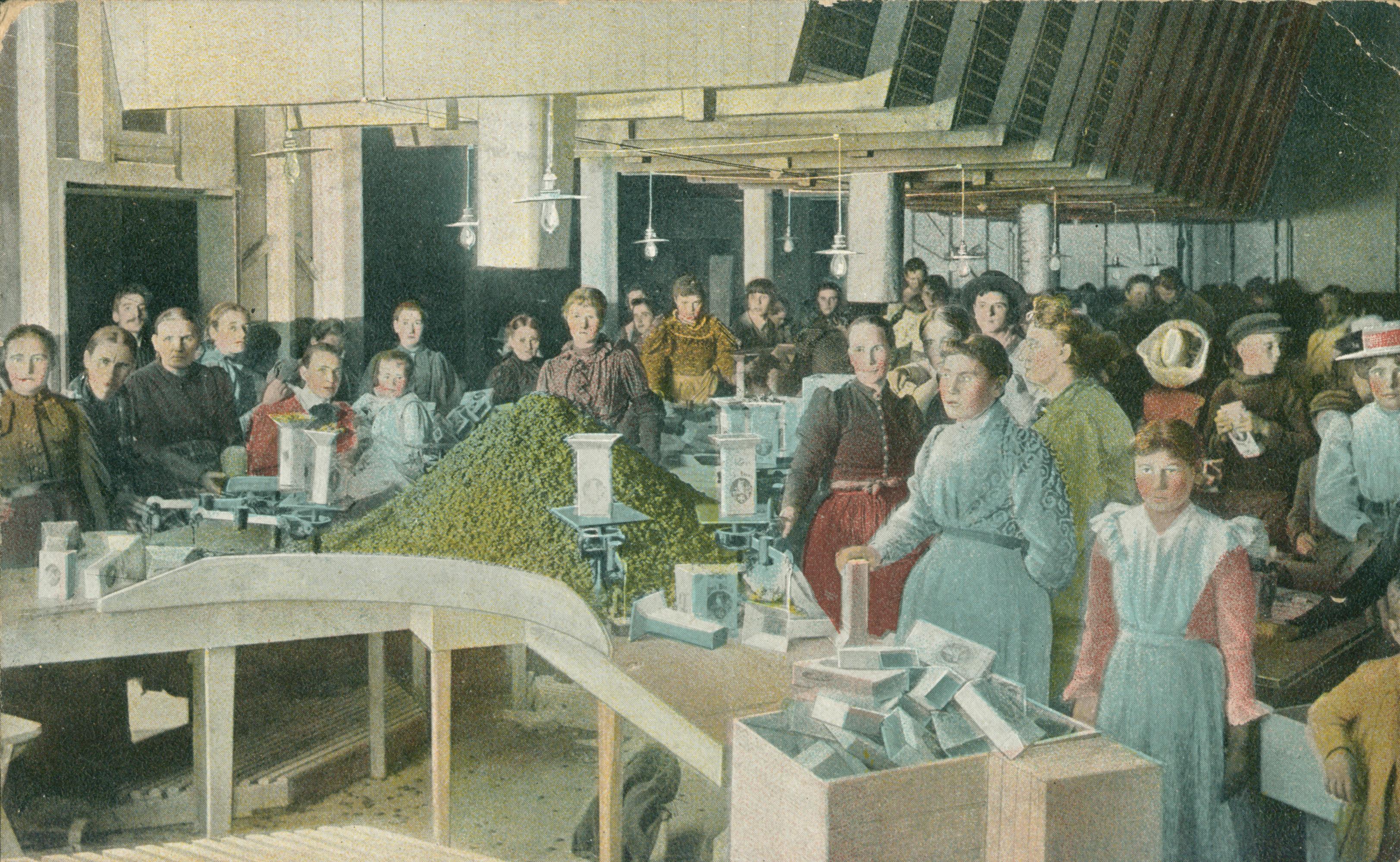 Shows the interior of a raisin packing house with workers looking at the viewer